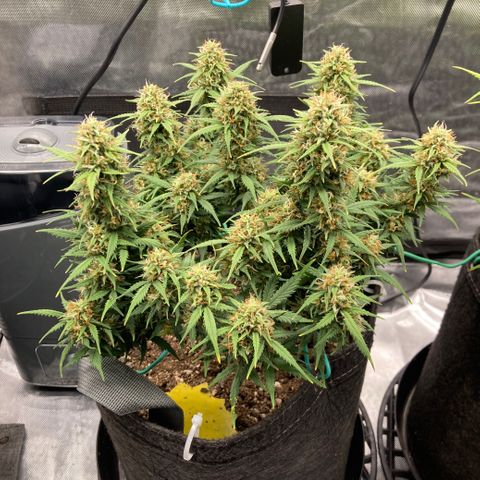 White Widow growlog timeline photo