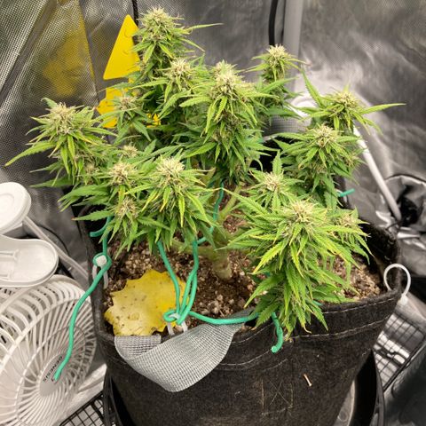 Purple Haze growlog timeline photo