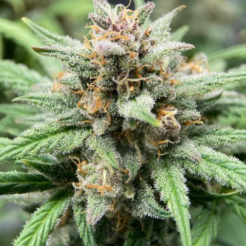 Purple Punch growlog timeline photo