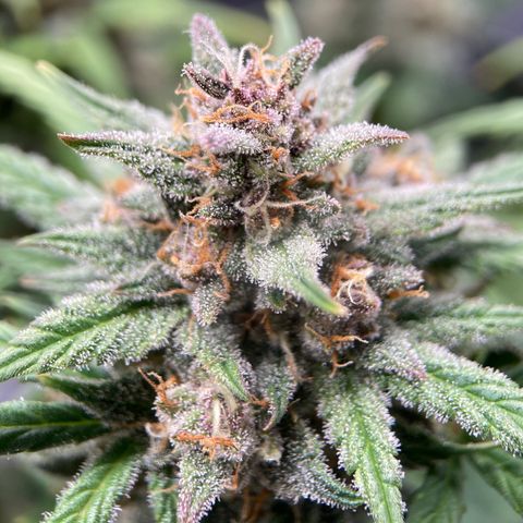 Purple Punch growlog timeline photo