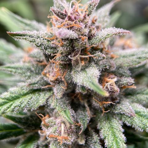 Purple Punch growlog timeline photo
