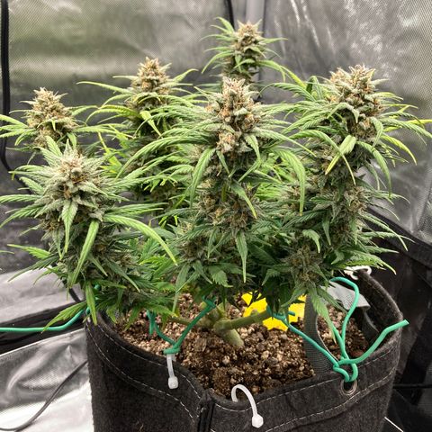Purple Punch growlog timeline photo