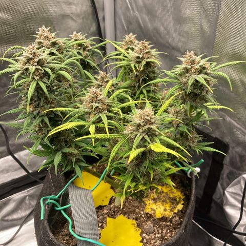 Purple Punch growlog timeline photo