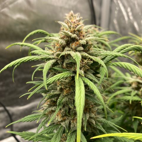 Purple Punch growlog photo: Amber starting to form, should be a week or two now
