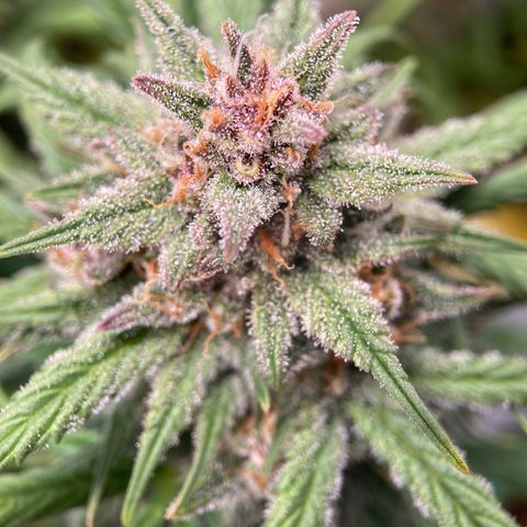 Purple Punch growlog photo: Amber starting to form, should be a week or two now
