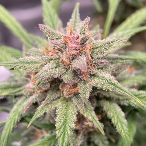 Purple Punch growlog photo: Amber starting to form, should be a week or two now