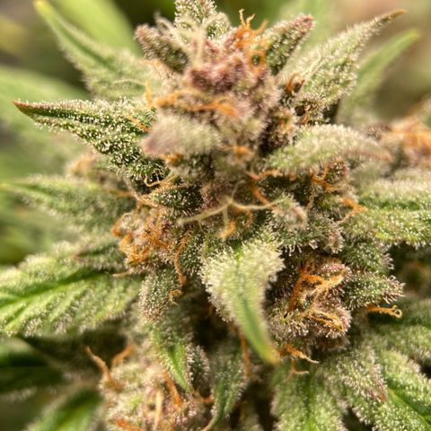 Purple Punch growlog photo: Amber starting to form, should be a week or two now