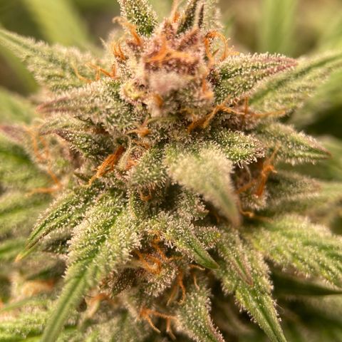 Purple Punch growlog photo: Amber starting to form, should be a week or two now