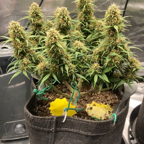 White Widow growlog timeline photo