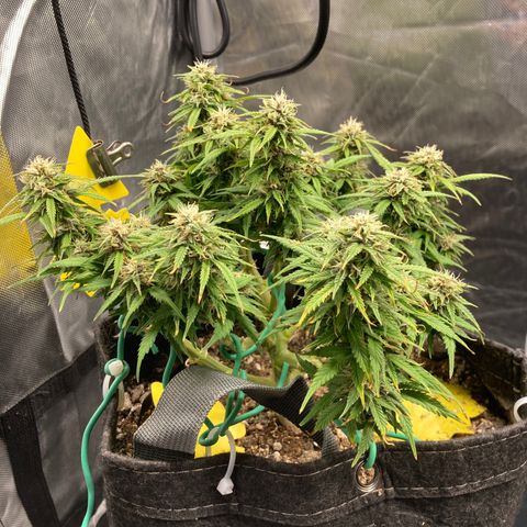 Purple Haze growlog timeline photo