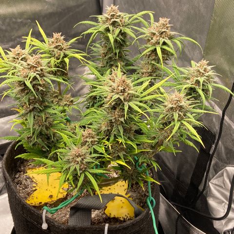 Purple Punch growlog timeline photo