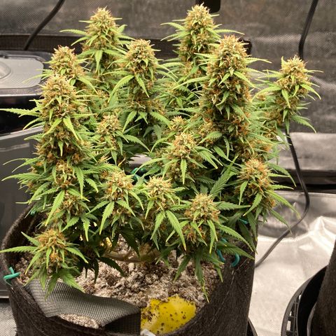 White Widow growlog timeline photo