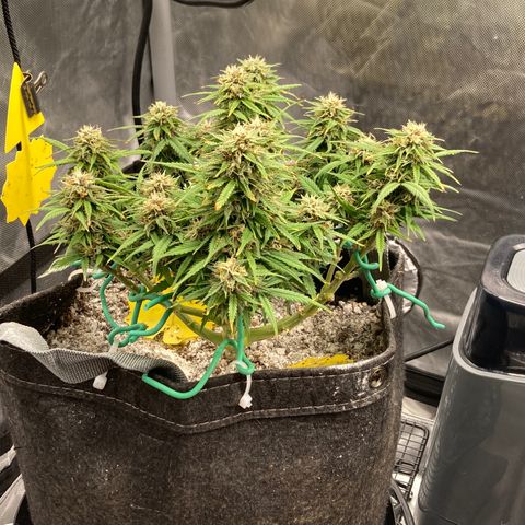 Purple Haze growlog timeline photo