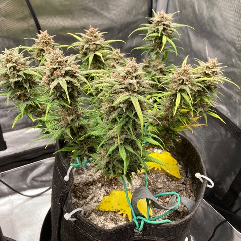 Purple Punch growlog timeline photo