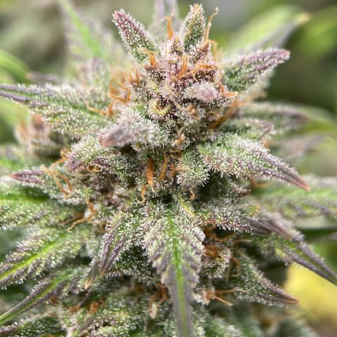Purple Punch growlog timeline photo
