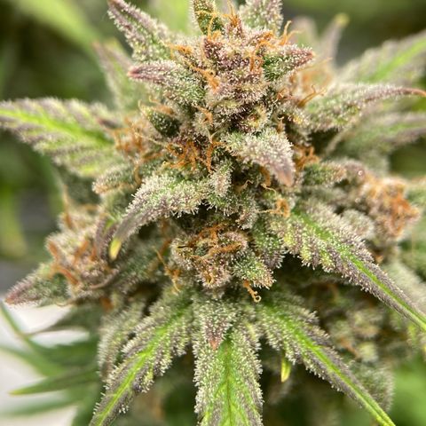 Purple Punch growlog timeline photo