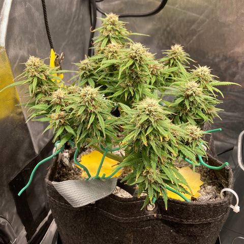 Purple Haze growlog timeline photo