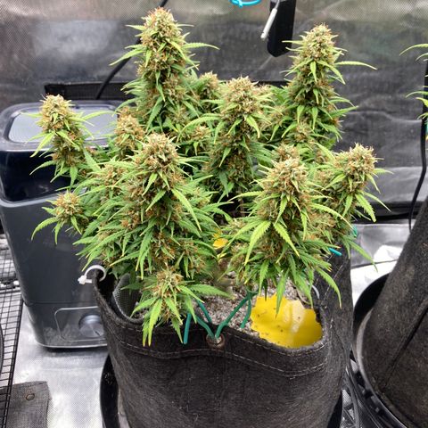 White Widow growlog timeline photo