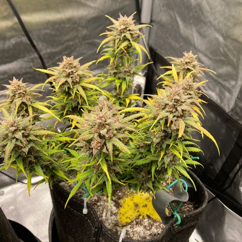 Purple Punch growlog timeline photo