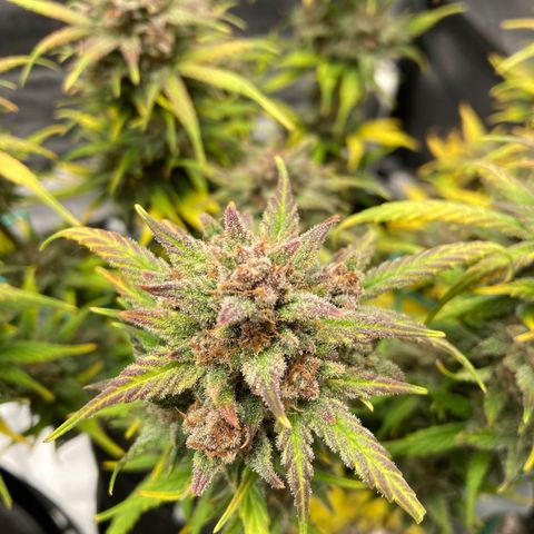 Purple Punch growlog timeline photo