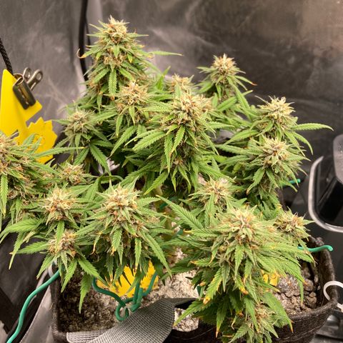 Purple Haze growlog timeline photo