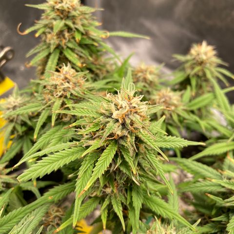 Purple Haze growlog timeline photo