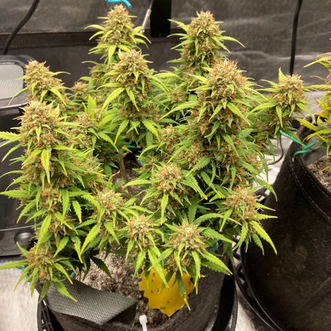 White Widow growlog timeline photo