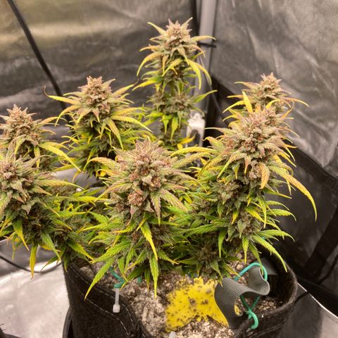 Purple Punch growlog timeline photo