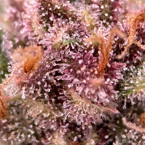 Purple Punch growlog timeline photo