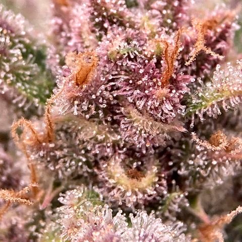 Purple Punch growlog timeline photo