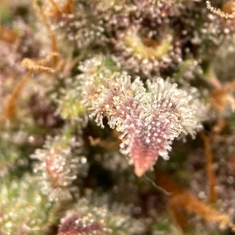 Purple Punch growlog timeline photo