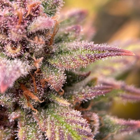 Purple Punch growlog timeline photo