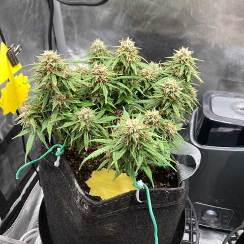 Purple Haze growlog timeline photo