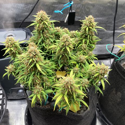 White Widow growlog timeline photo