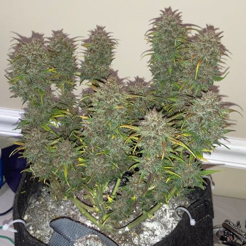 Purple Punch growlog photo: Harvested