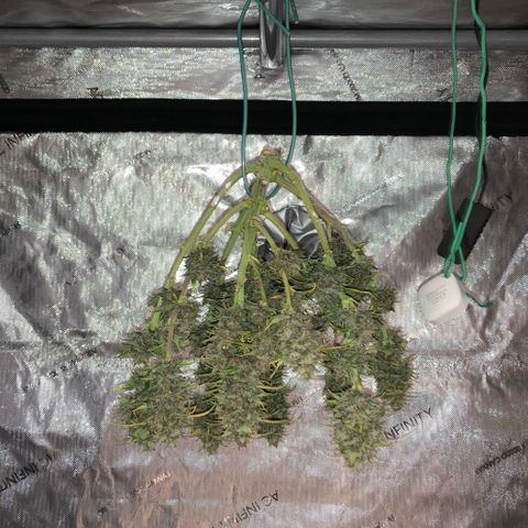Purple Punch growlog timeline photo