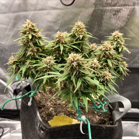 Purple Haze growlog timeline photo