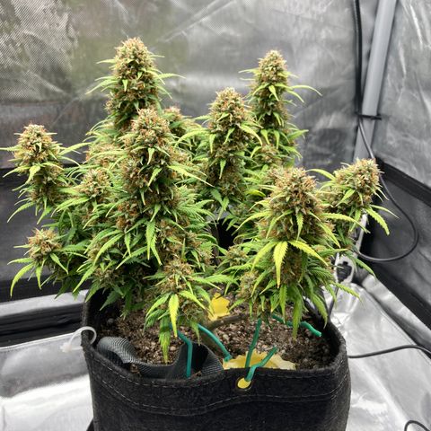 White Widow growlog timeline photo