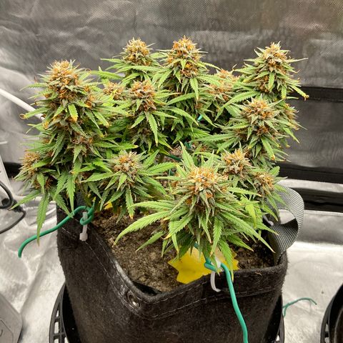 Purple Haze growlog timeline photo