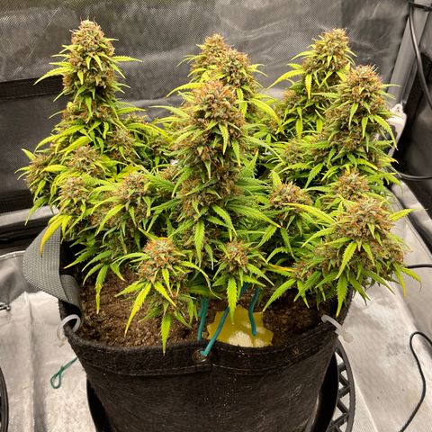 White Widow growlog timeline photo
