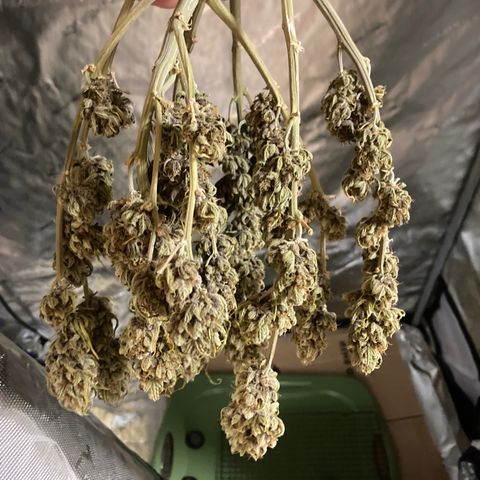 Purple Punch growlog timeline photo