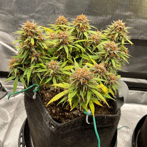 Purple Haze growlog timeline photo
