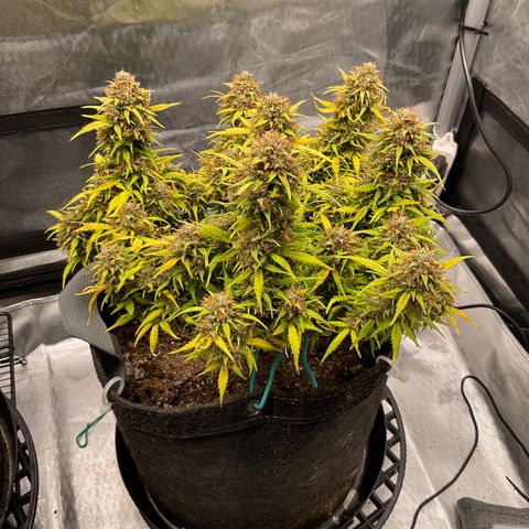 White Widow growlog timeline photo