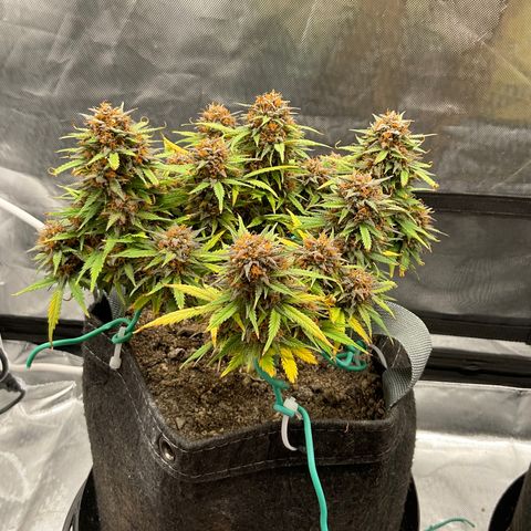 Purple Haze growlog timeline photo