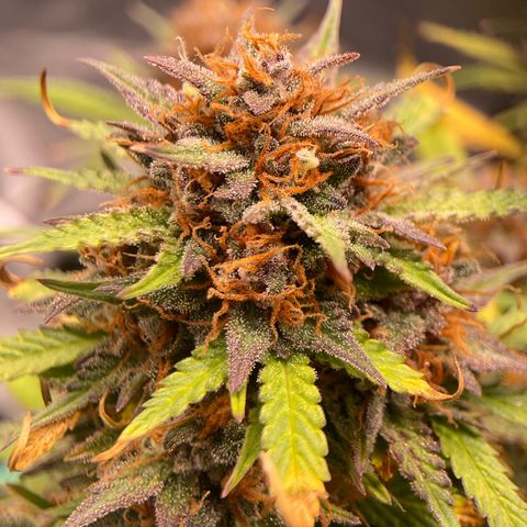 Purple Haze growlog timeline photo