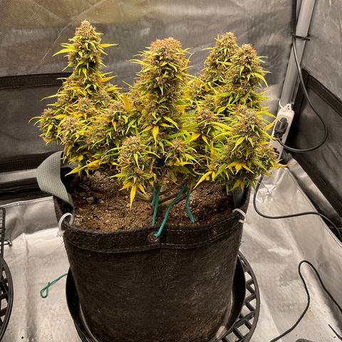 White Widow growlog timeline photo