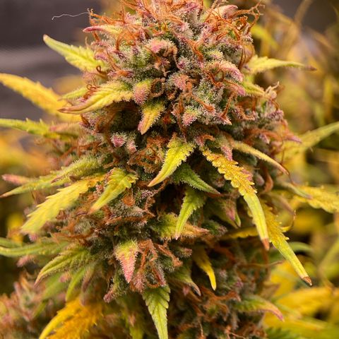 White Widow growlog timeline photo