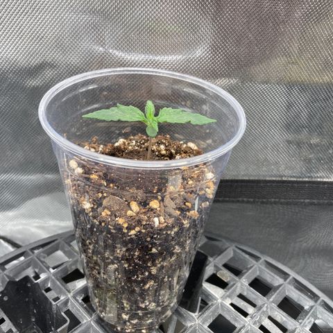 3B X TD growlog timeline photo