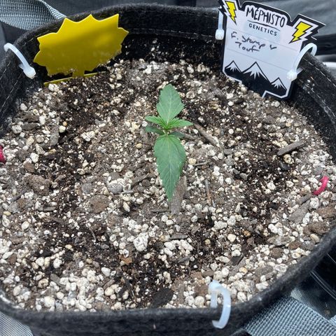 FS X TD growlog timeline photo