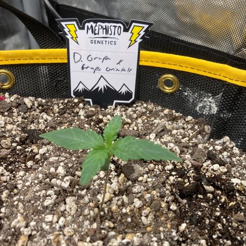 DG x GC growlog timeline photo